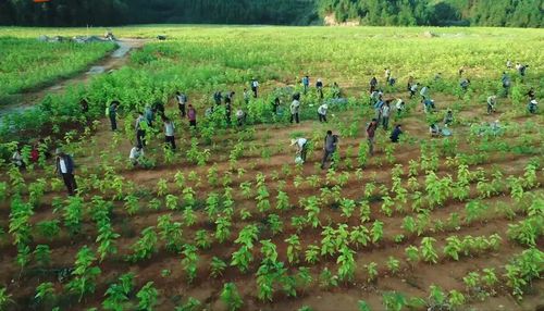 农忙时节话杂粮 种植技巧与田间管理要点