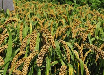 李家村特色小杂粮种植促农业增效——谷子品质逐年提升的实践与启示