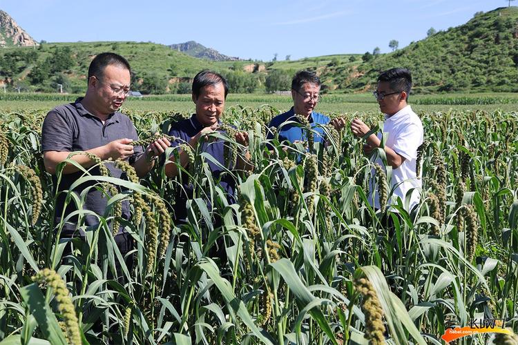 有机杂粮种植示范基地 引领杂粮种植迈向高品质新时代