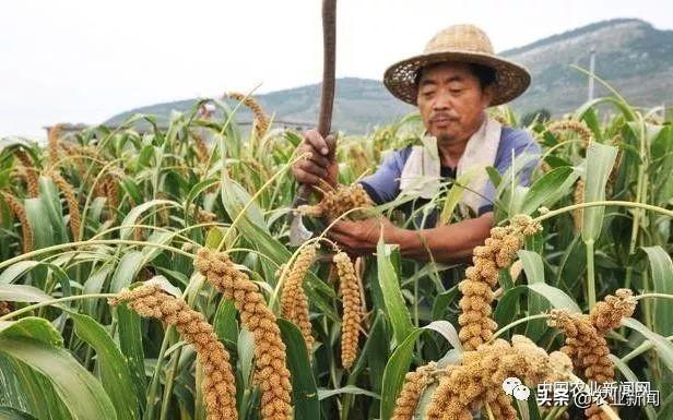 杂粮种植户注意！