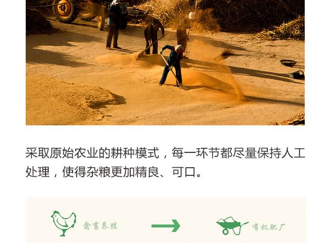 敖汉黍粟之乡 古法种植孕育原生态白小米与绿色杂粮