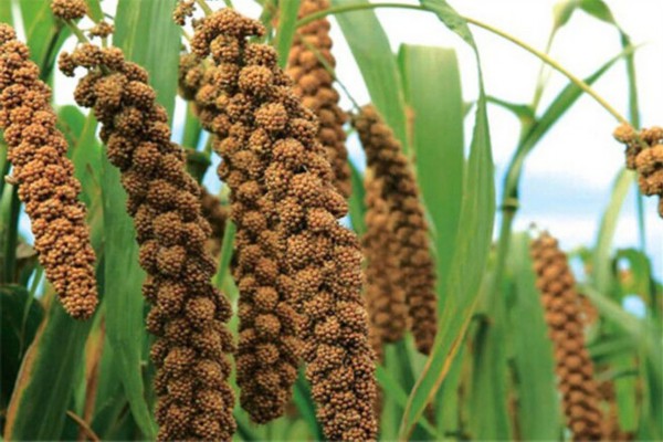 章丘区全力打造北方旱作绿色小杂粮示范区 杂粮种植的绿色崛起