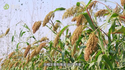 五谷杂粮知多少 从田间到餐桌的杂粮种植全指南