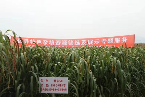 辽宁建平召开2019年杂粮种质资源及新品种展示会 推动杂粮种植高质量发展