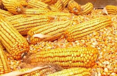坏消息接二连三，今年你还种玉米吗？杂粮种植的逆袭之路